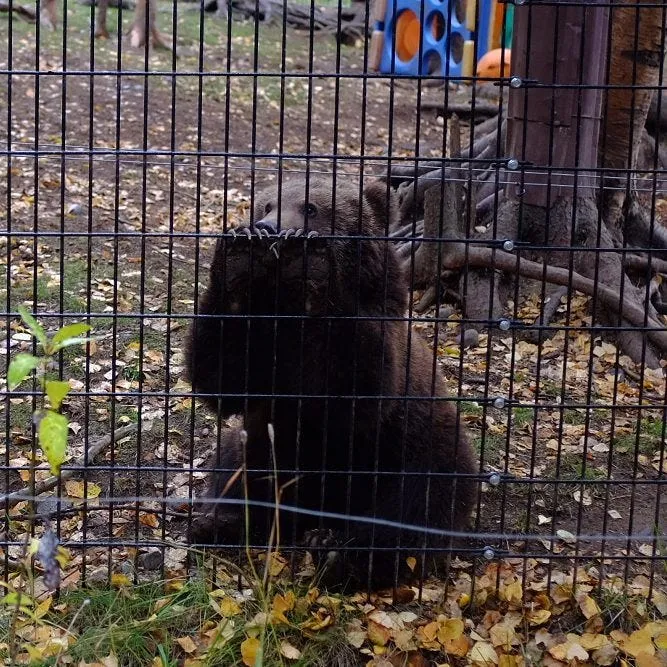 Don’t feed the bears.
